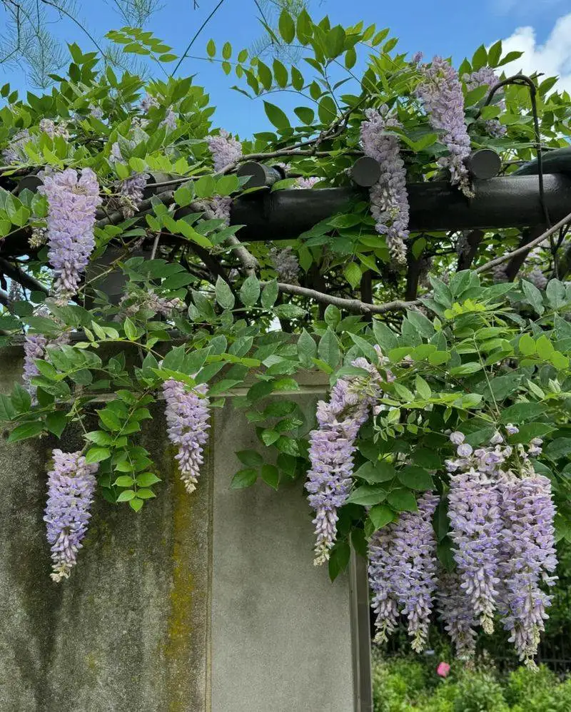 Wisteria