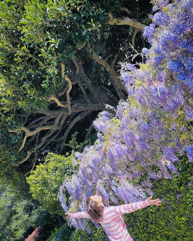 Wisteria