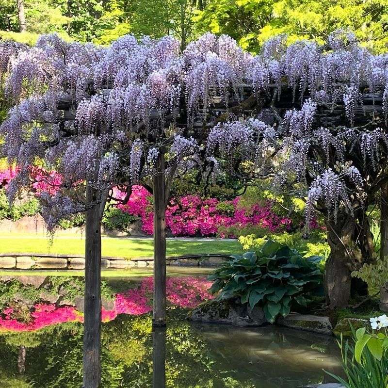 Wisteria