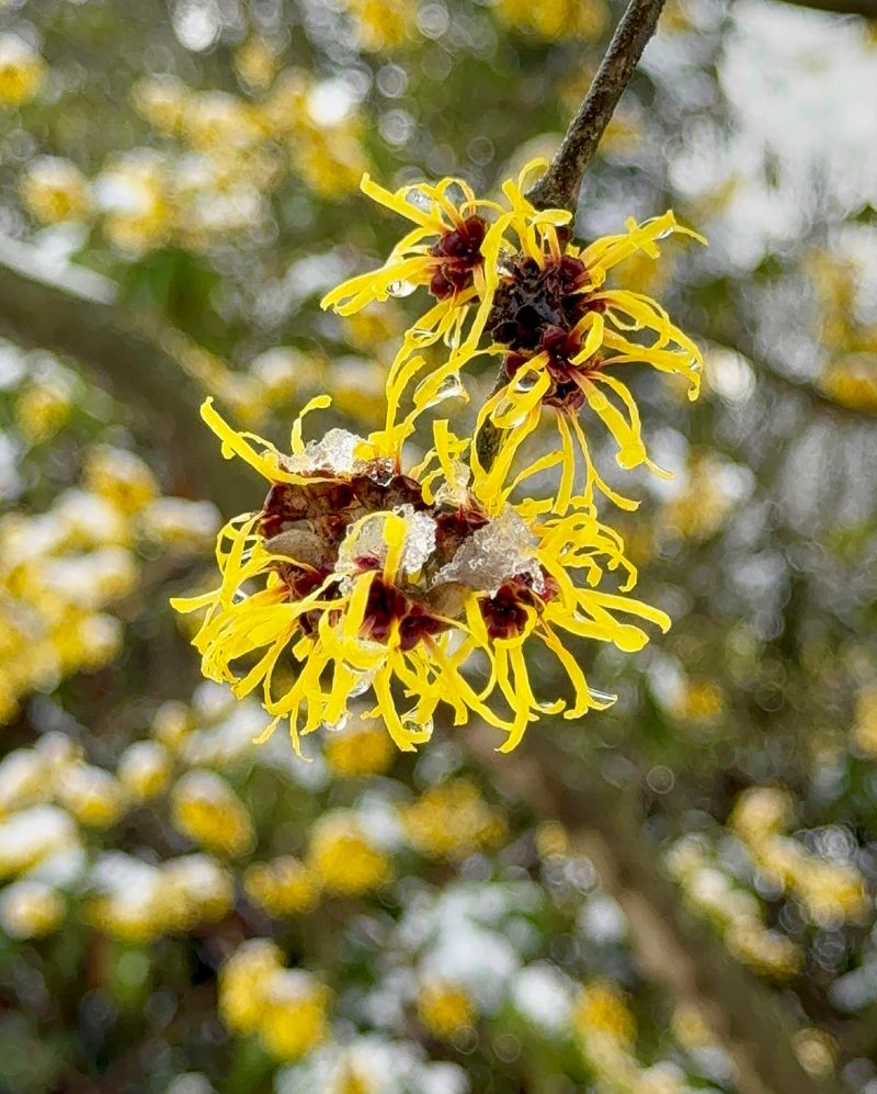 Witch Hazel (Hamamelis)