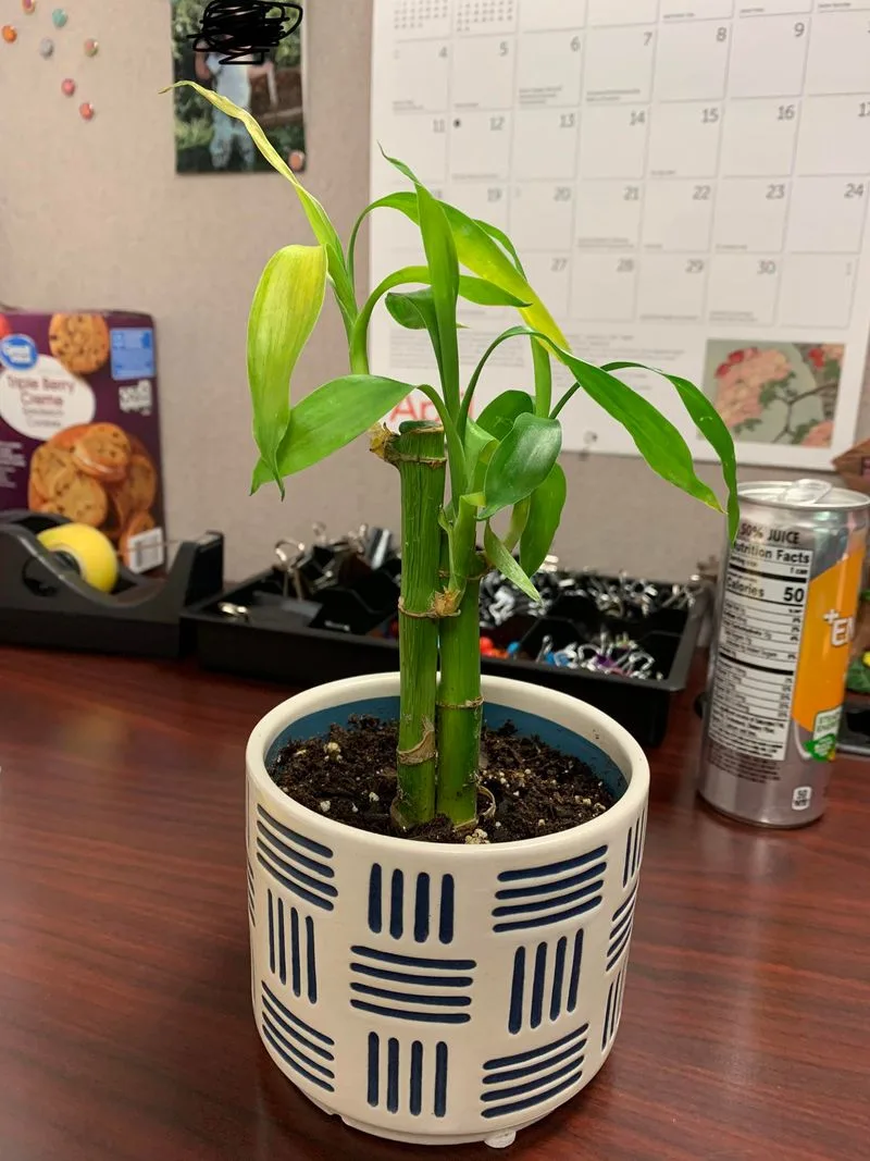 Wobbly Bamboo
