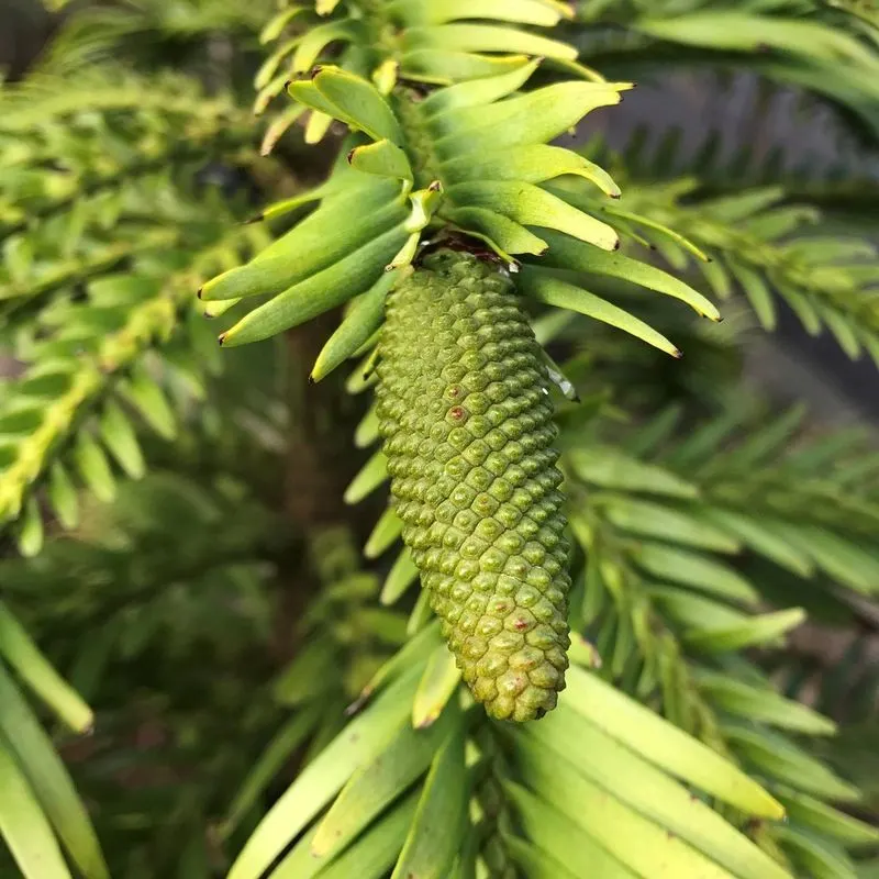 Wollemi Pine