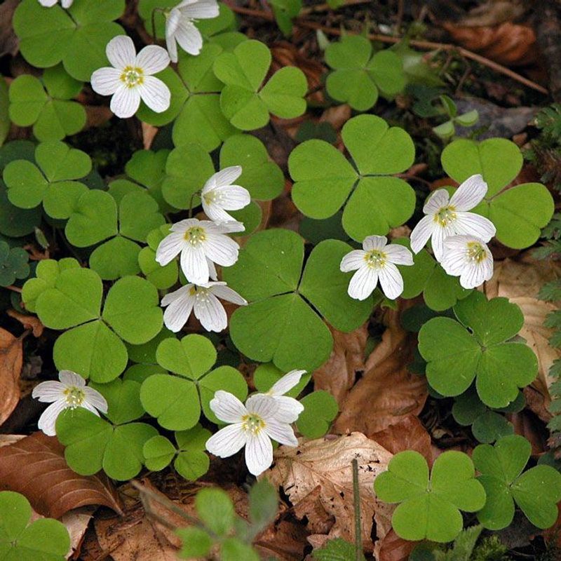 Wood Sorrel