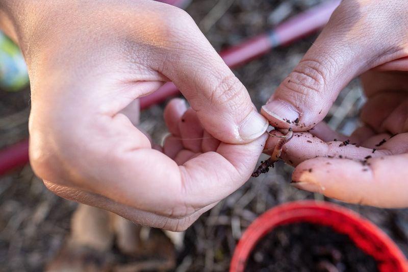 Worm Attraction