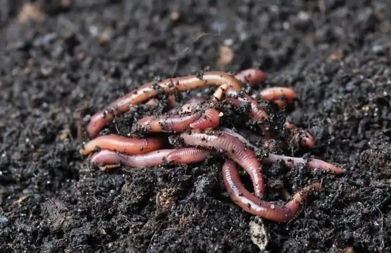 Worm Farm Feed