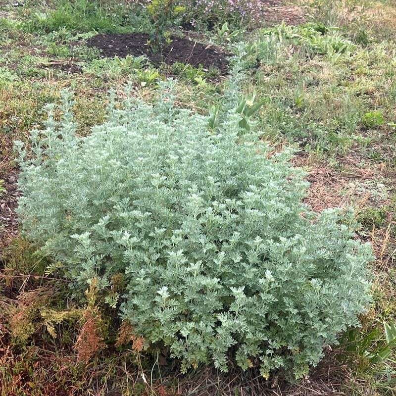 Wormwood