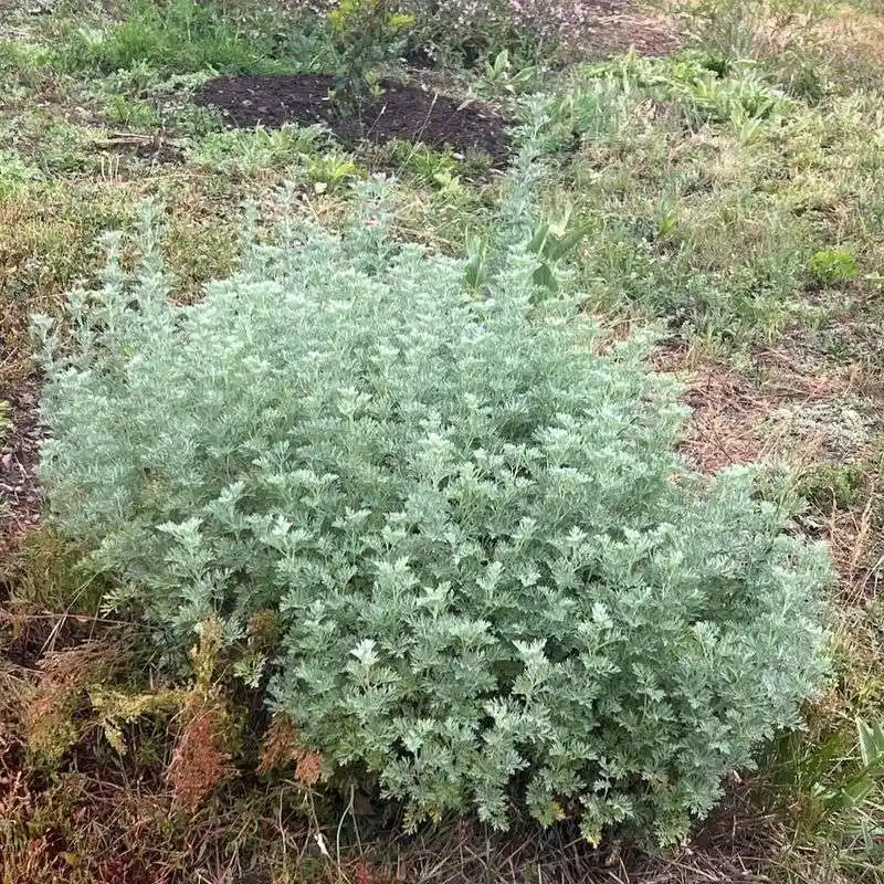 Wormwood