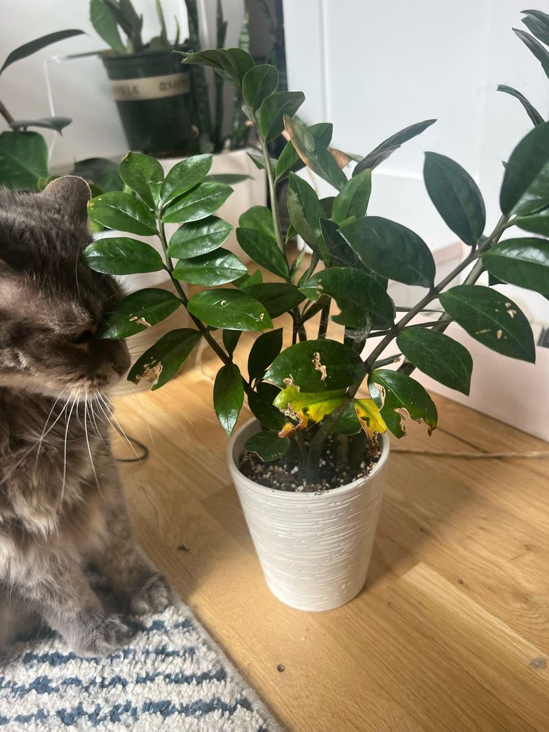 Wrong Plant for Environment