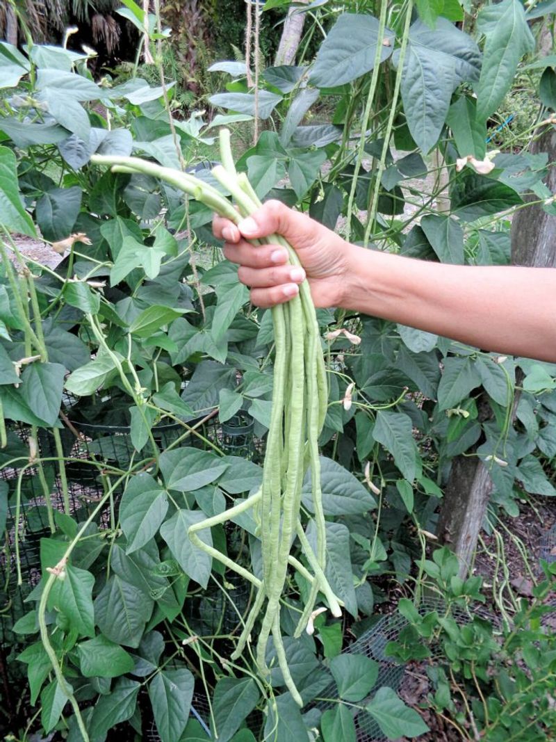 Yardlong Beans
