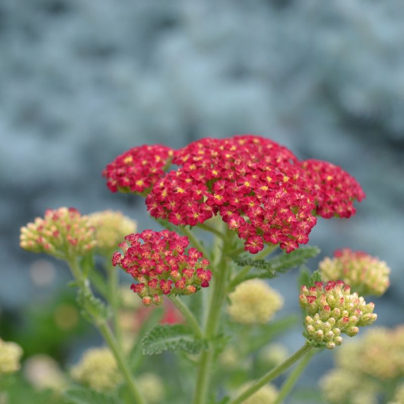 Yarrow
