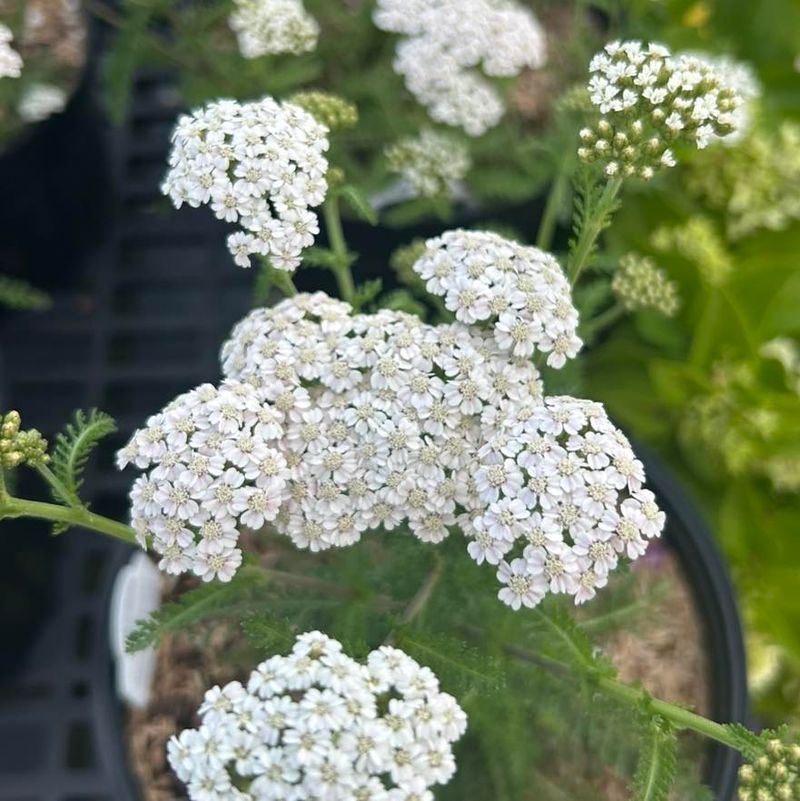 Yarrow