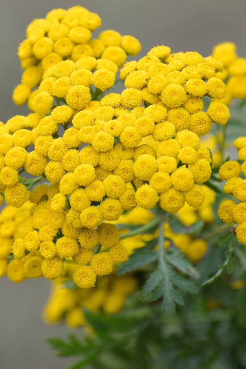 Yarrow