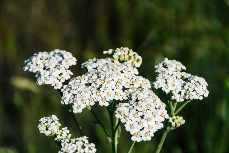 Yarrow