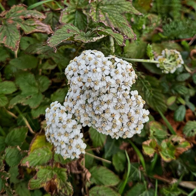 Yarrow