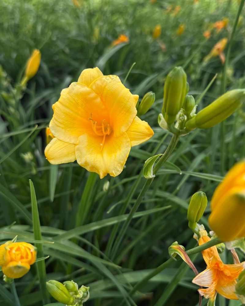 Daylilies