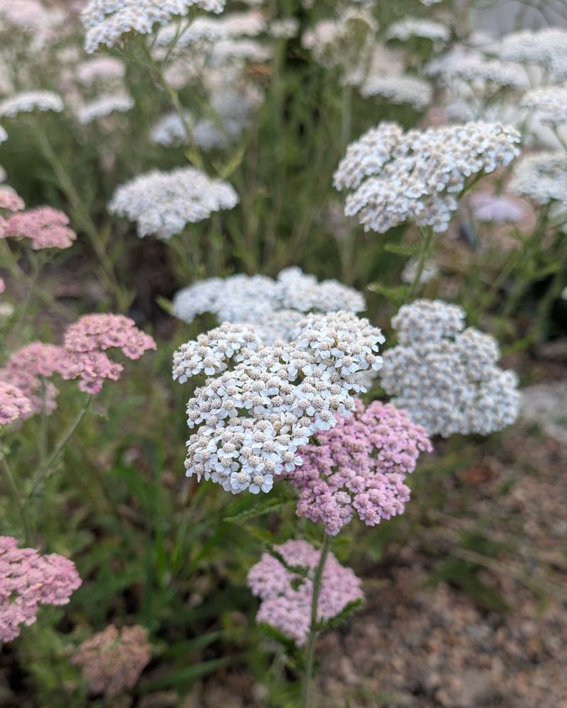 Yarrow