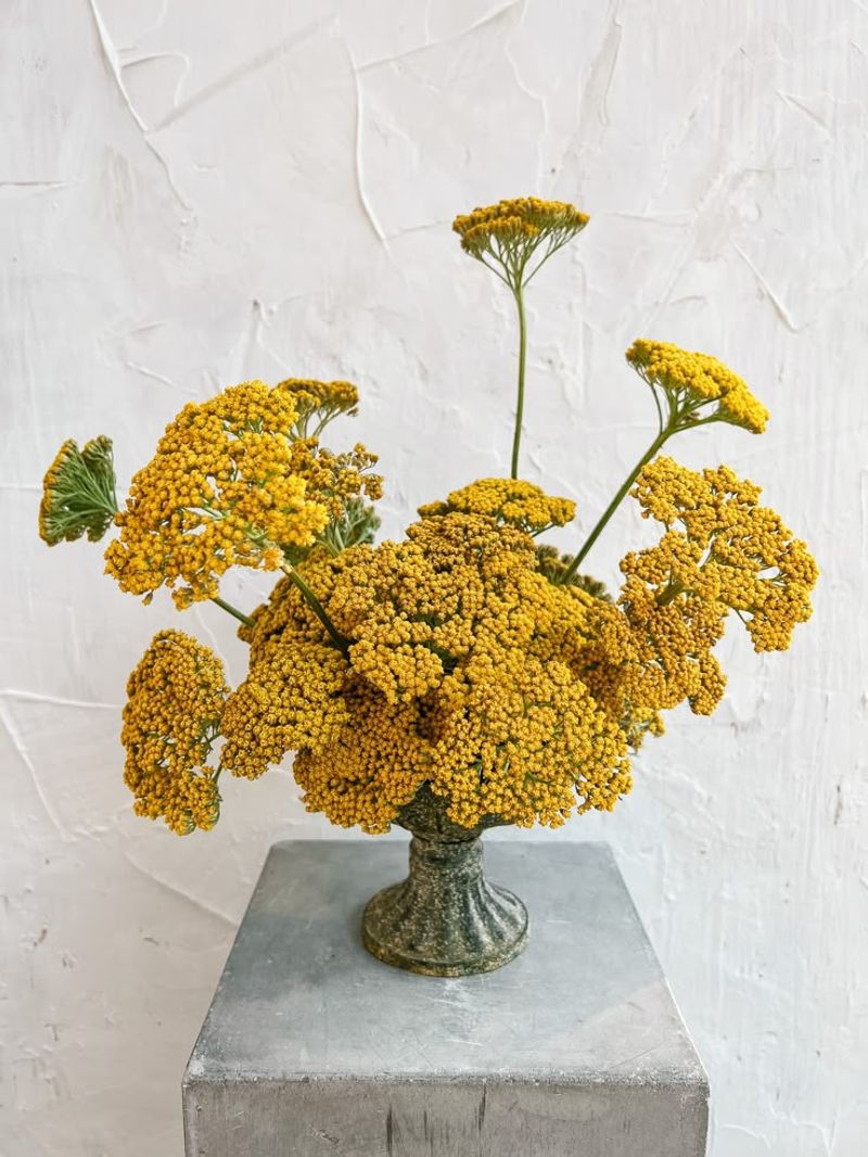 Yarrow