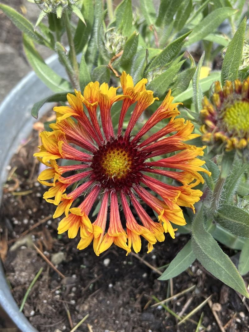 Blanket Flower (Gaillardia)