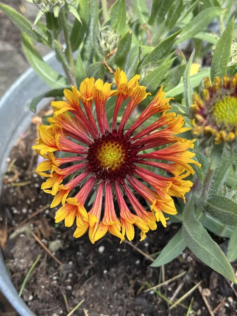 Blanket Flower (Gaillardia)