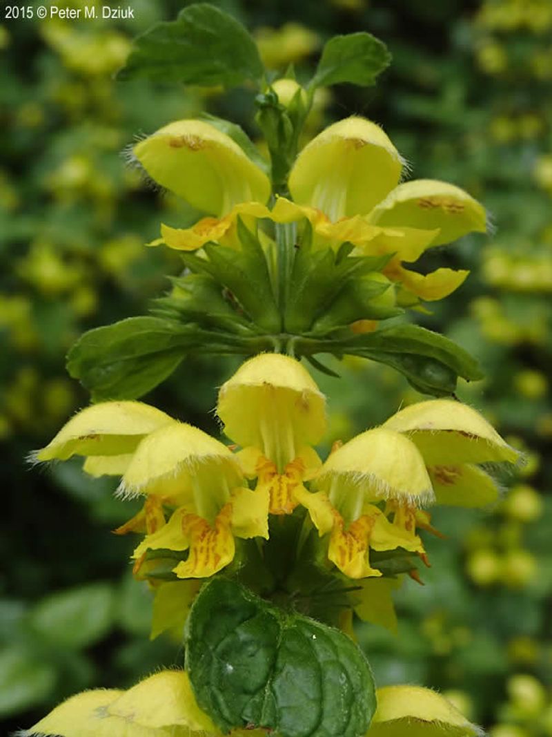 Yellow Archangel