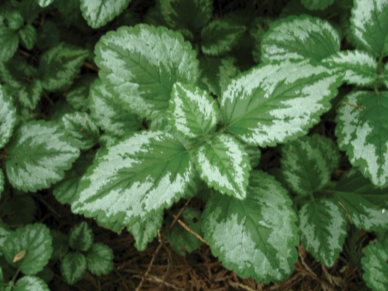Yellow Archangel