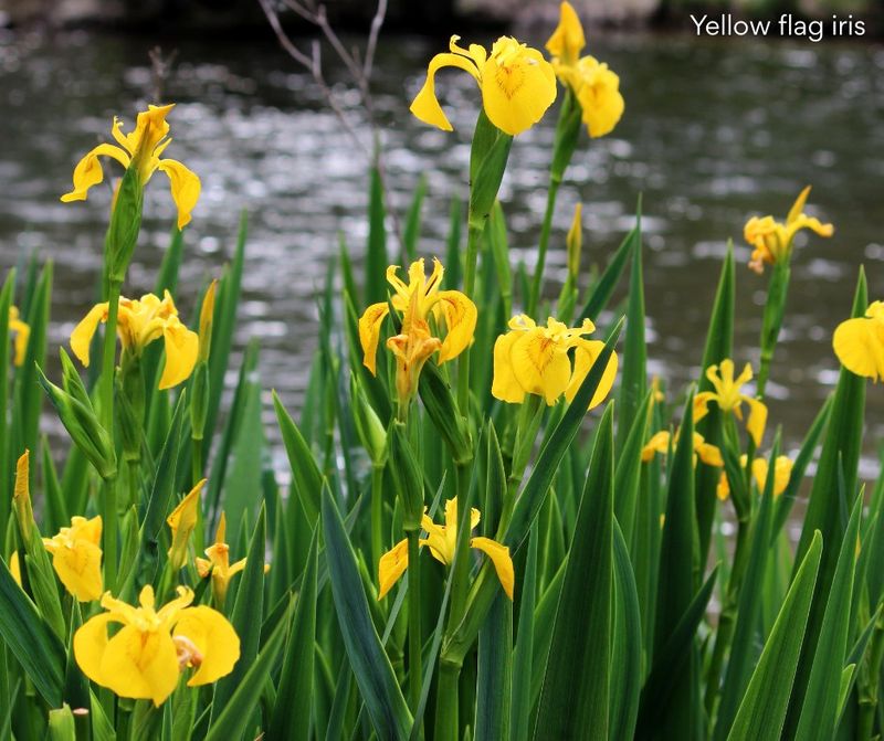 Yellow Flag Iris