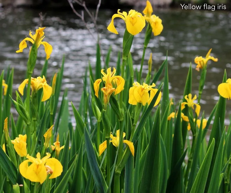 Yellow Flag Iris