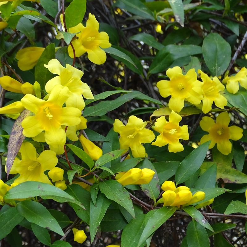 Yellow Jessamine