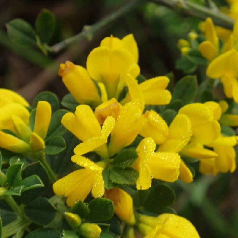 Yellow Starthistle