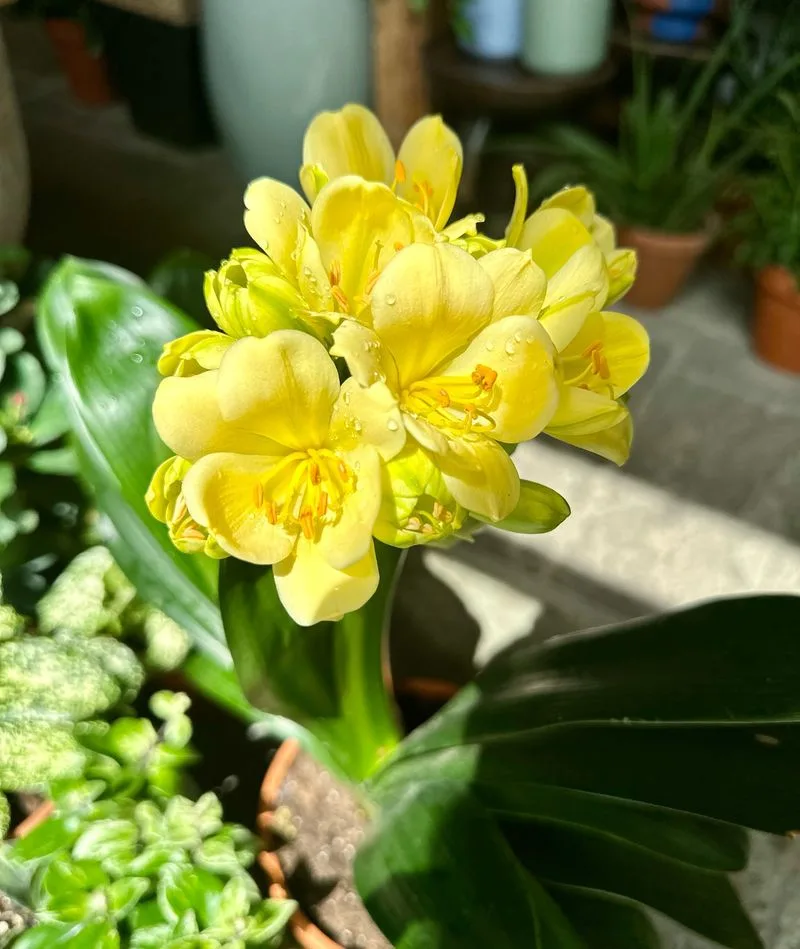 Yellow Toadflax