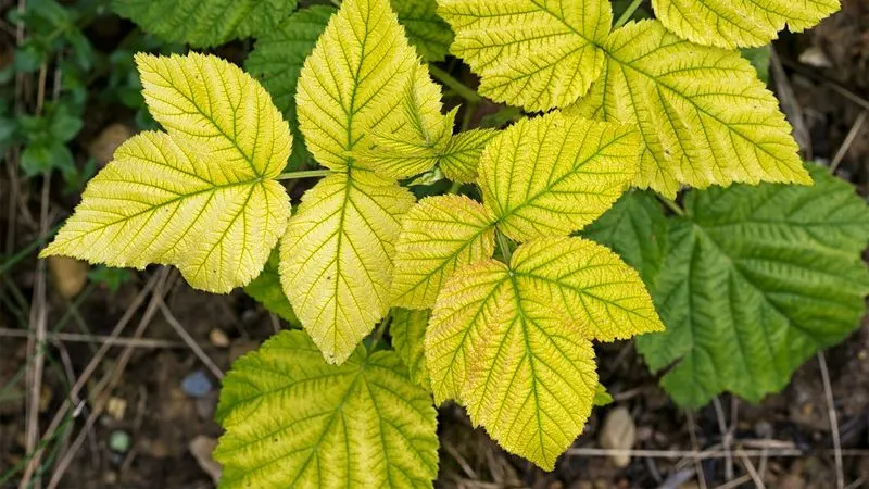 Yellowing Leaves