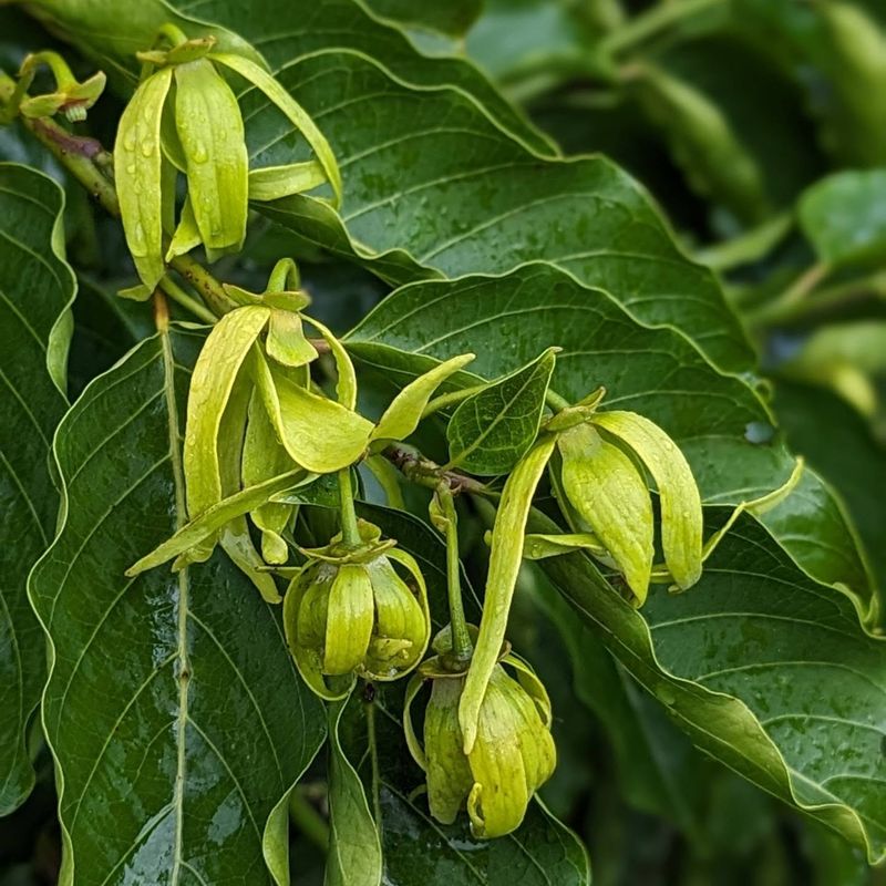 Ylang Ylang