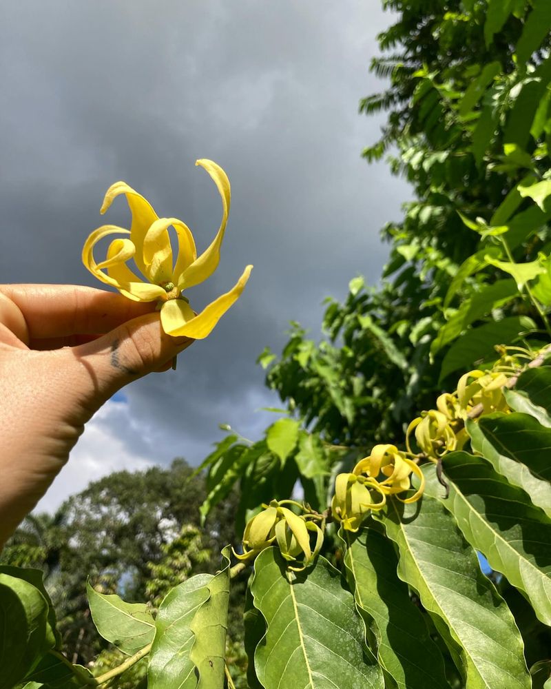 Ylang-Ylang