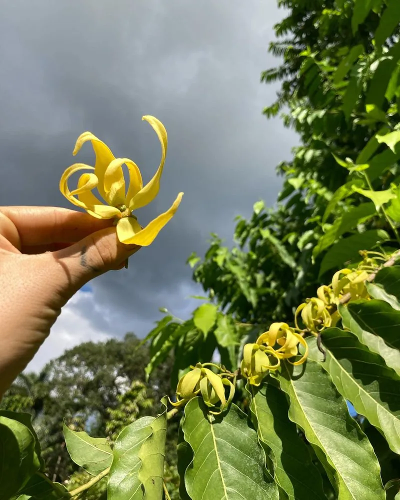 Ylang-Ylang
