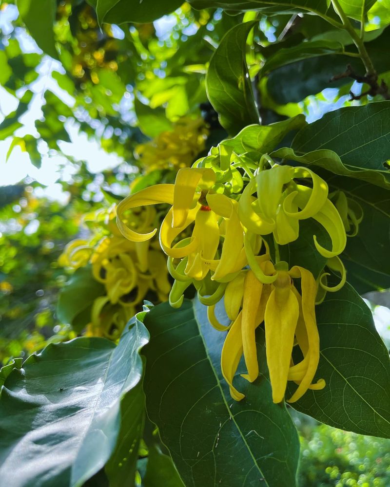 Ylang-Ylang