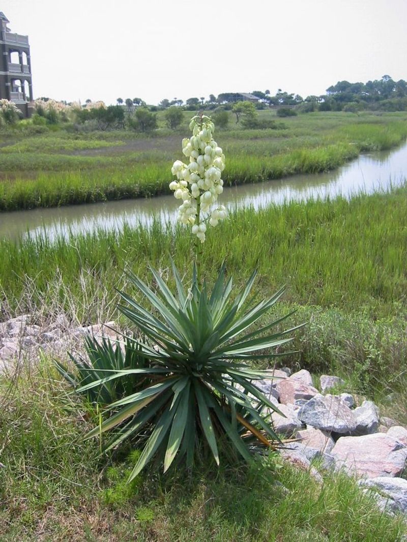 Yucca