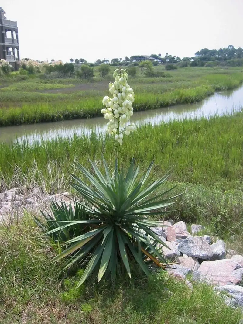 Yucca