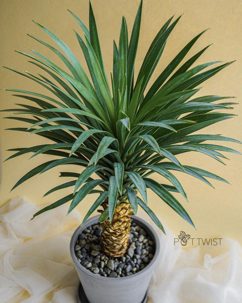Yucca Plant