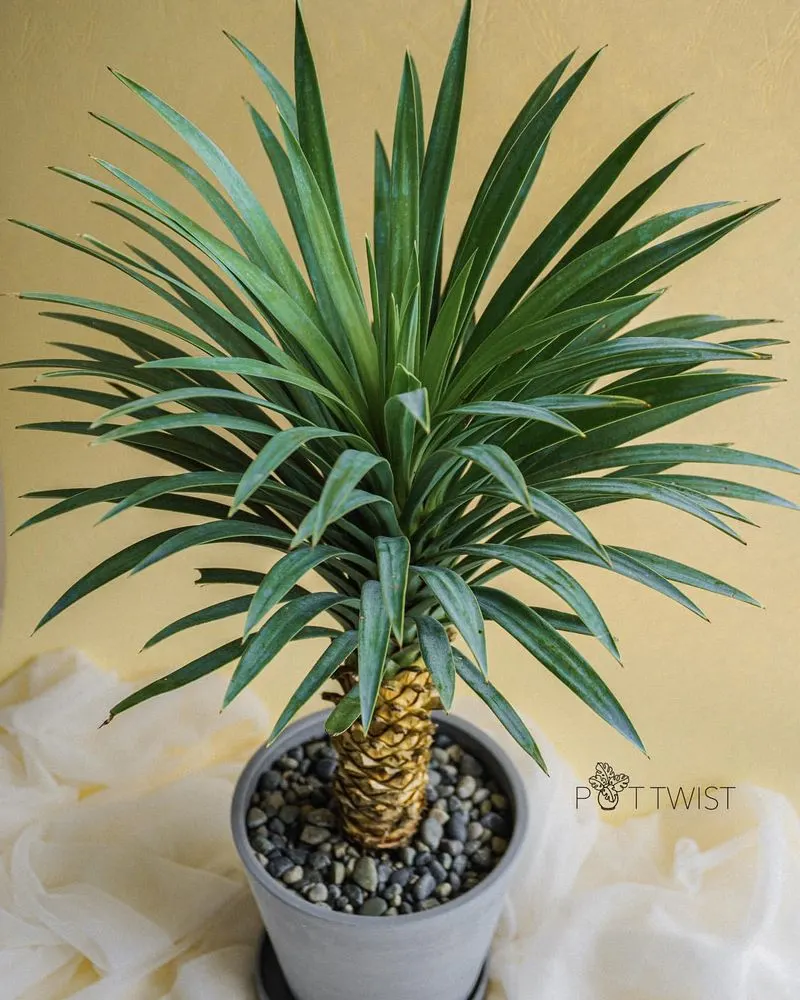 Yucca Plant
