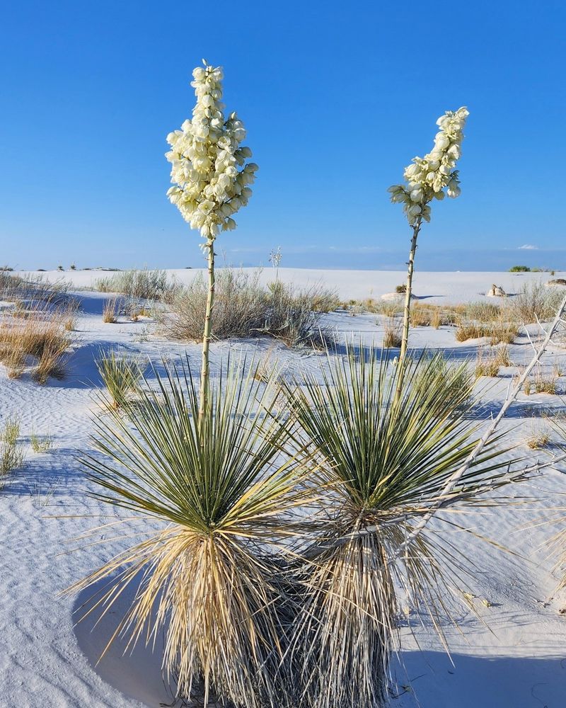 Yucca