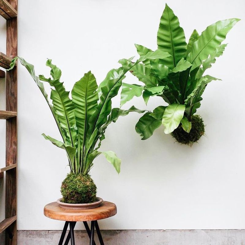 Bird's Nest Fern