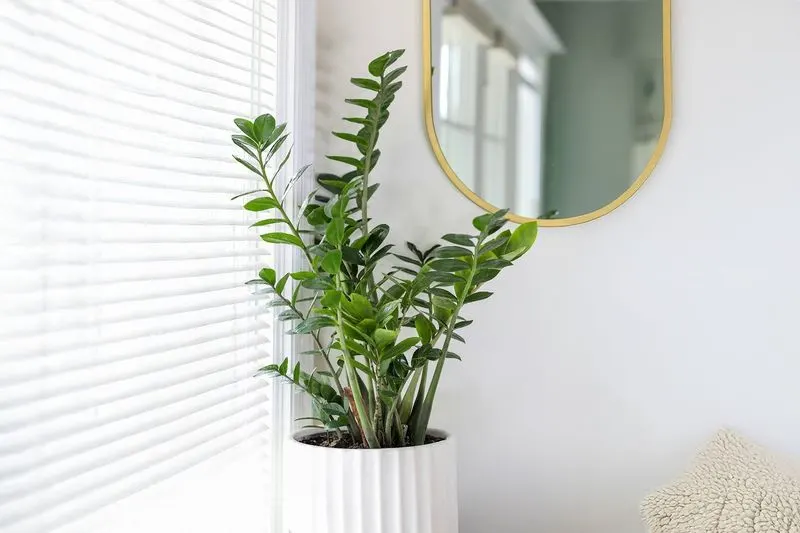 ZZ Plant