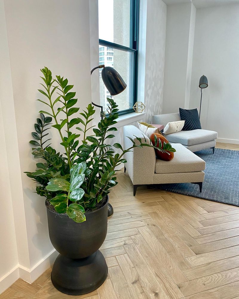 ZZ Plant