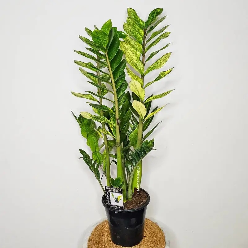 ZZ Plant