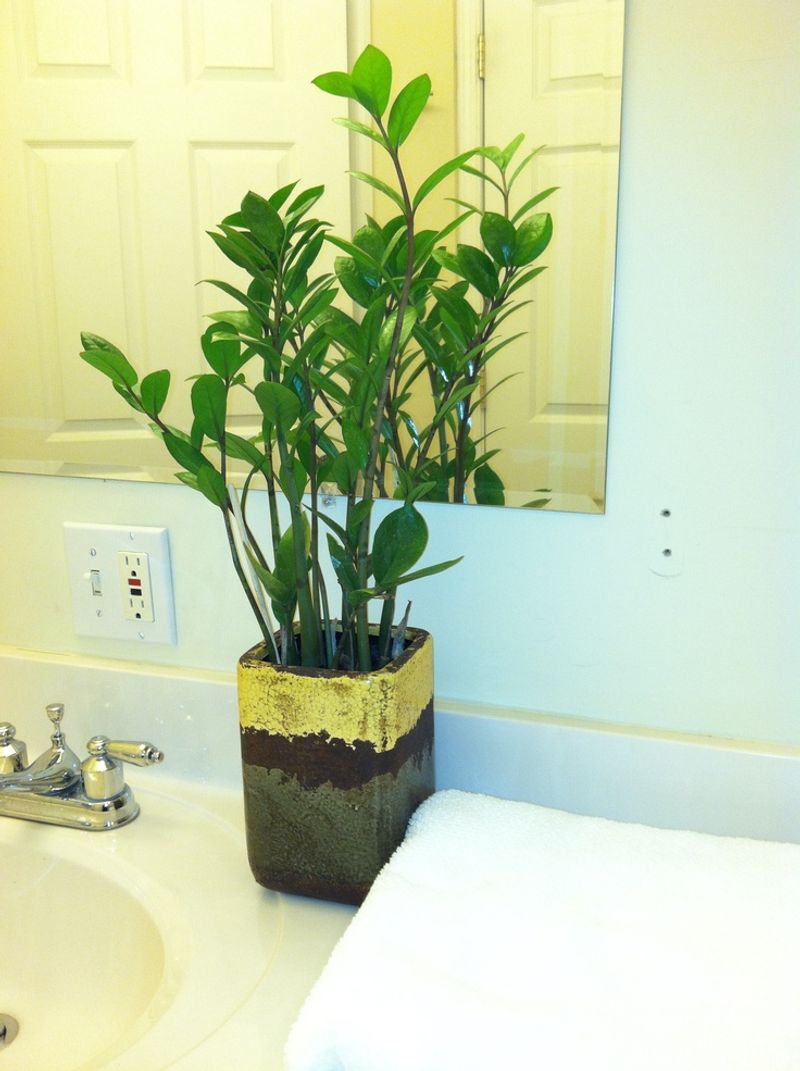 ZZ Plant