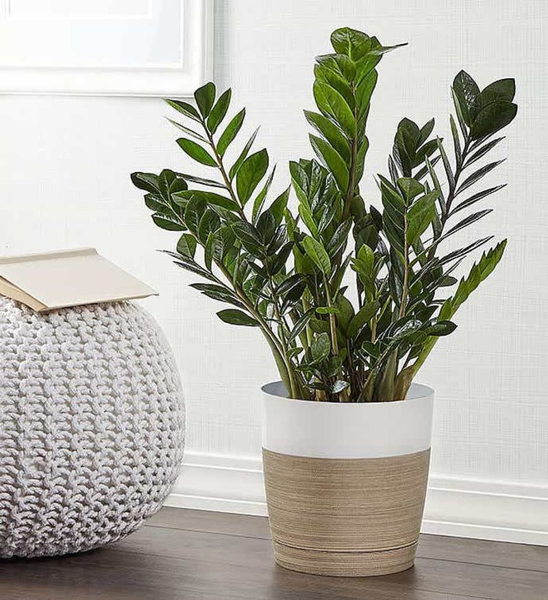 ZZ Plant