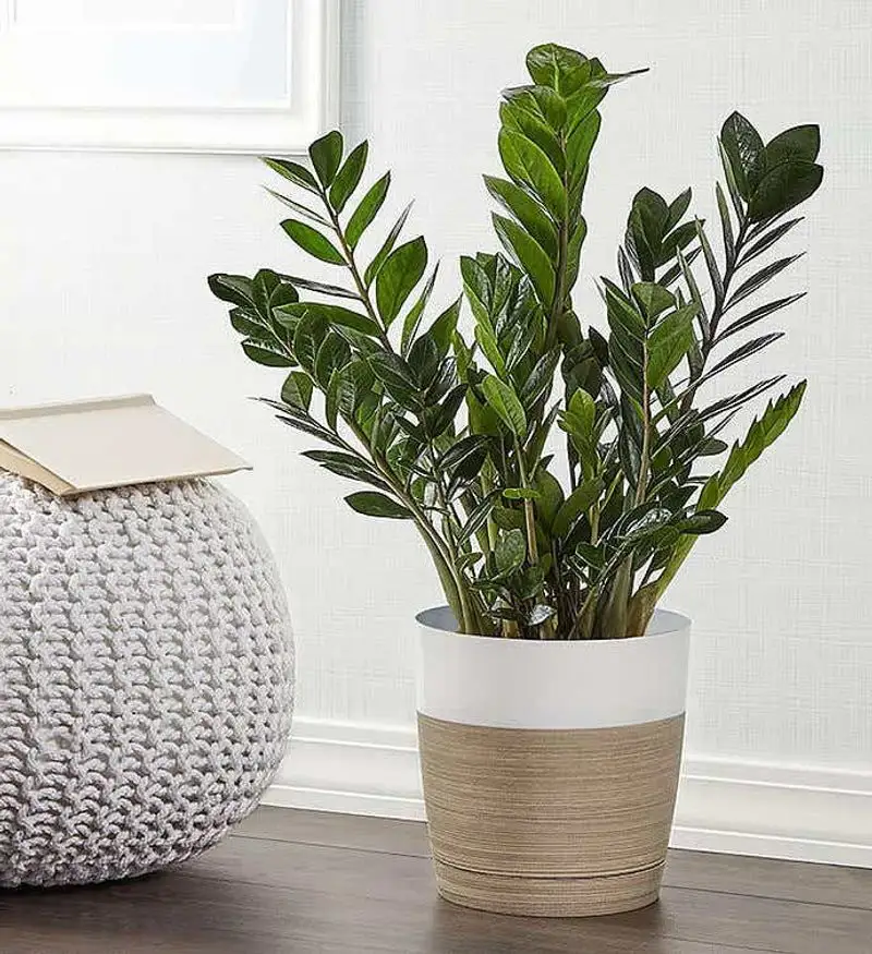 ZZ Plant