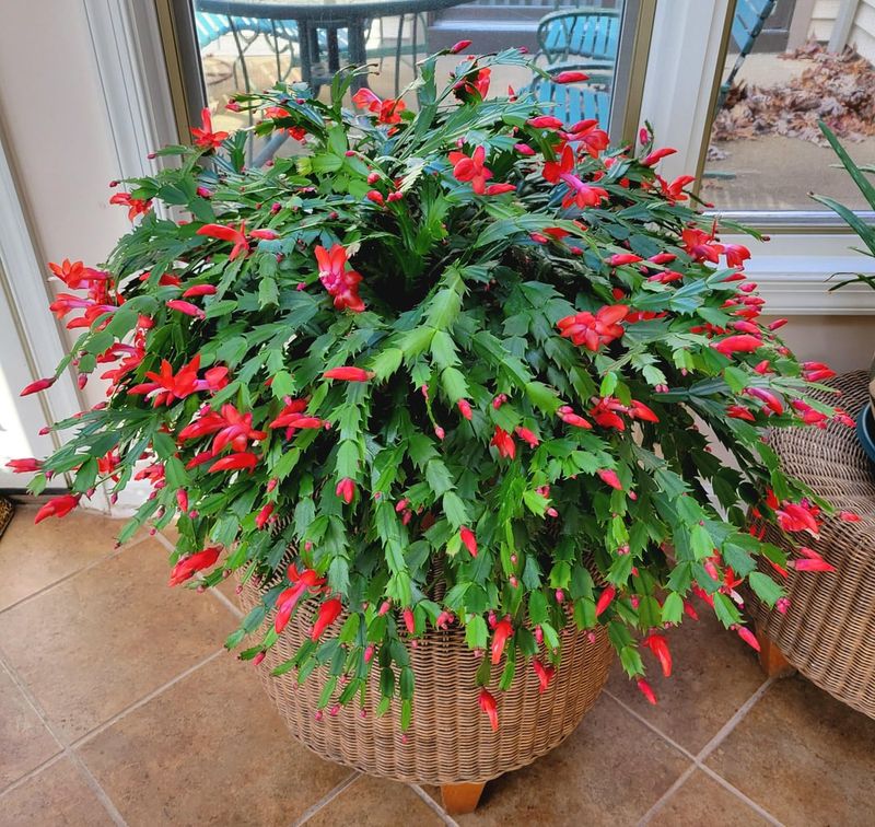 Christmas Cactus (Schlumbergera)