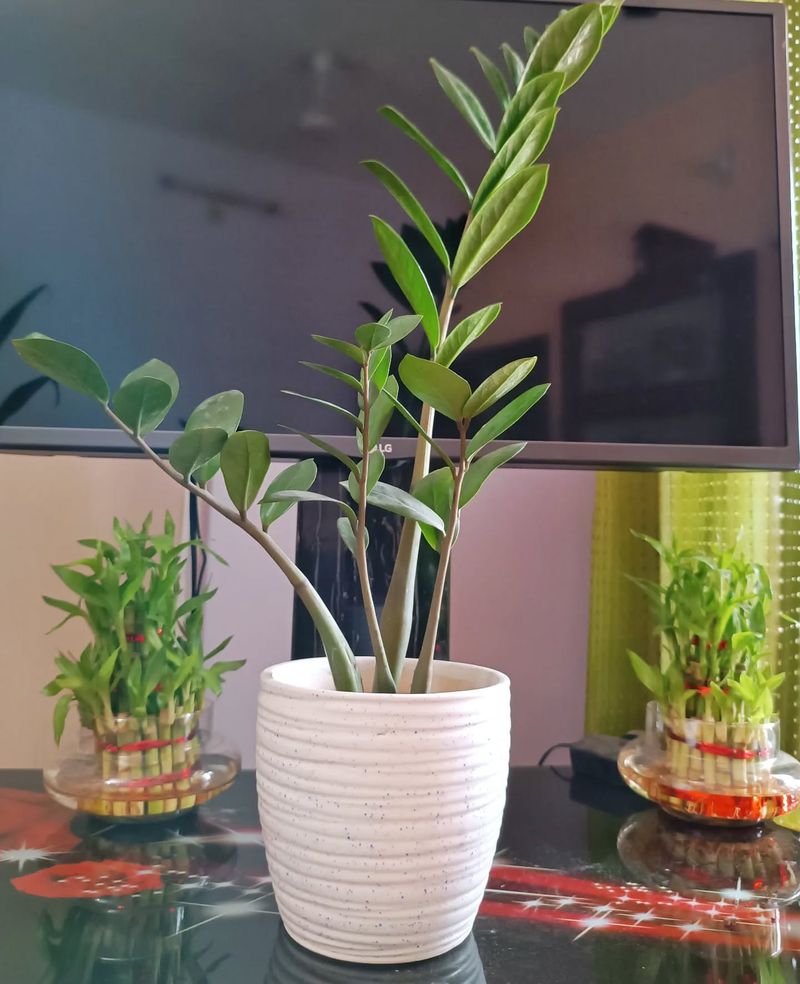 Zamioculcas Zamiifolia (ZZ Plant)