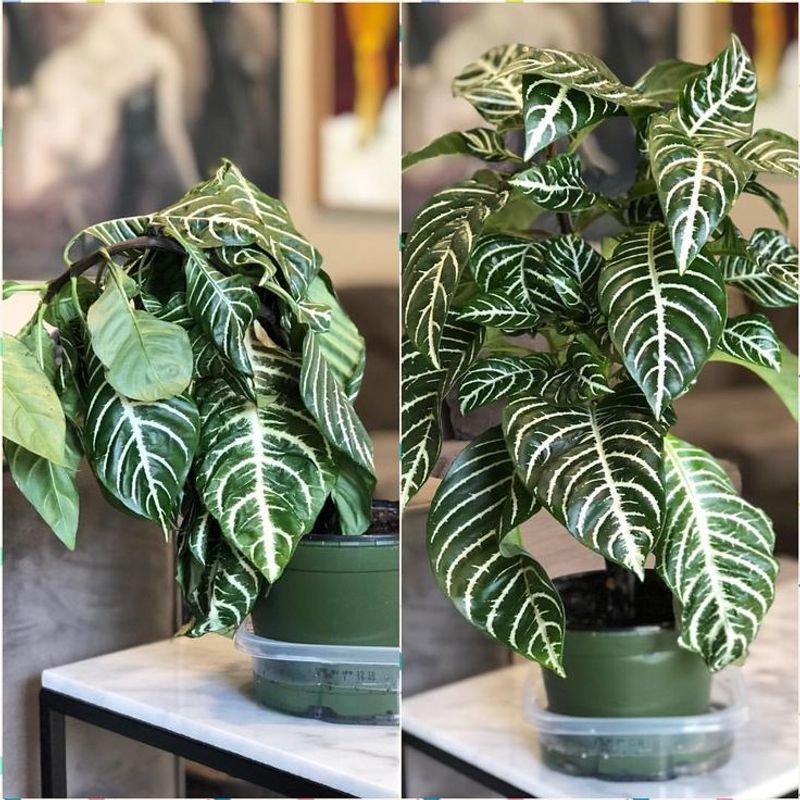 Zebra Plant